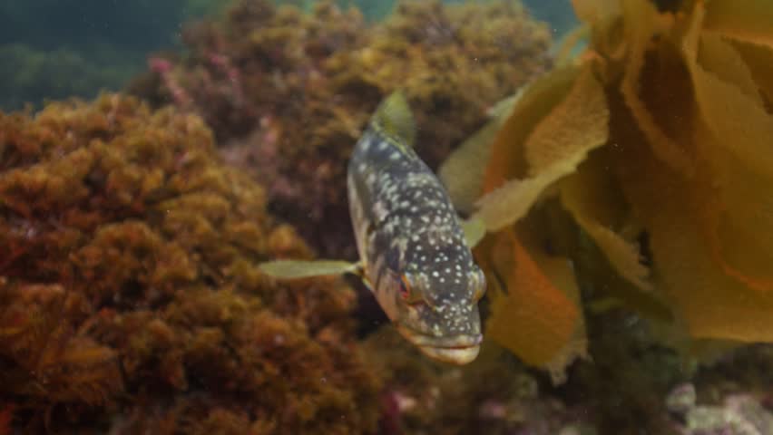 Close up of a Calico Bass underwater at Catalina Island in California, in slow motion.