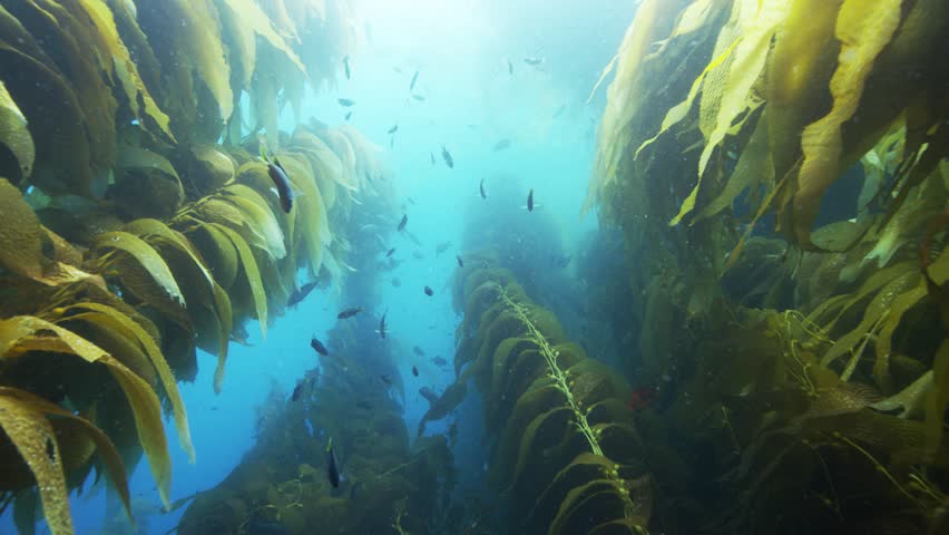 Diving underwater in a kelp forest, schools of different fish from Californias Catalina Island