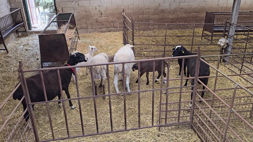 Domestic sheep and their lambs walking inside a metal pen with hay on the floor of a stable