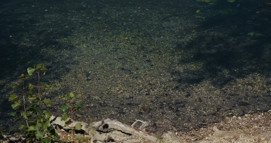 A close view of the shoreline at Jarun Lake shows clear shallow water with pebbles and submerged plants near the edge.