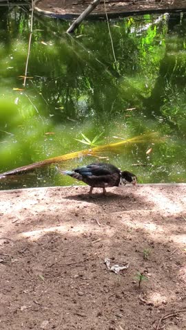 Vertical shot Muscovy duck drinking at the edge of a green pond surrounded by tropical vegetation and reflections.