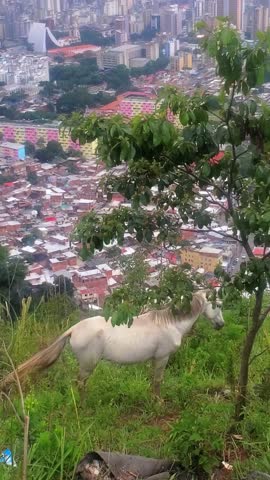 White horse standing on a green hillside with trees, overlooking a dense urban city skyline below., latin america