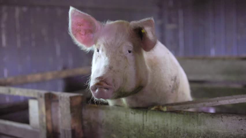 Domestic pig with a yellow ear tag chewing while looking around curiously inside a wooden pen at an agricultural farm, representing livestock farming and pork industry production