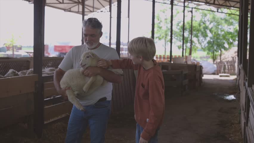 Adorable little boy petting a cute lamb held by his grandfather inside a rustic barn, sharing a loving moment and enjoying the simplicity of rural life and animal companionship on the farm