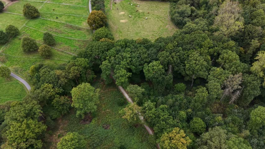 Horse and cows on grass field in american countryside with colored trees in autumn. Aerial top down flyover shot. Idyllic landscape in USA. Peaceful nature.