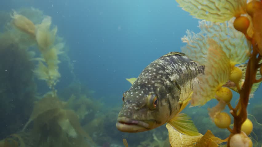 Close up of a Calico Bass eyeing camera underwater at Catalina Island in California, in slow motion.