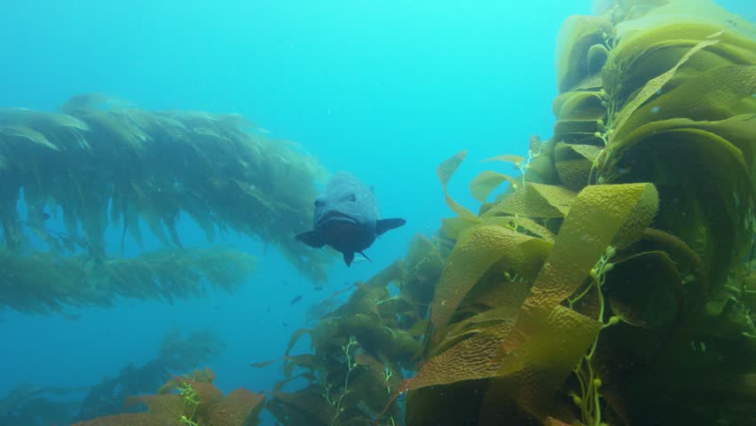 Giant Black Seabass swims towards camera underwater at Californias Catalina Island.