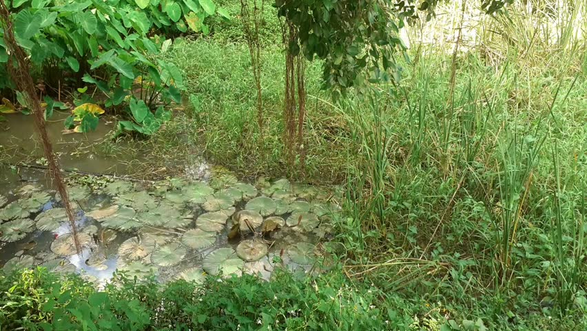 A small stream in a natural forest