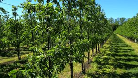 Lush green apple trees blossoming in straight rows within a modern orchard on a sunny day, showcasing an advanced drip irrigation system and agricultural technology for commercial farming - Powered by Shutterstock - Get 15% off with code: PIKWIZARD15