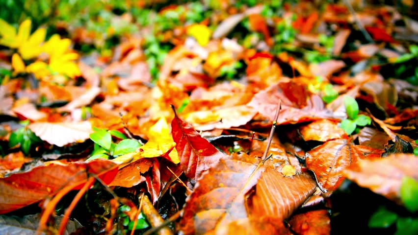 A close up panning shot of colorful wet autumn leaves on the forest floor. A vibrant fall season background with red, orange, and yellow foliage.
