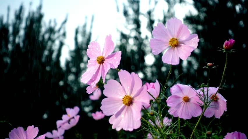 Beautiful pink cosmos flowers with water droplets on the petals during a gentle rain. A serene, moody nature scene in a blooming summer garden.