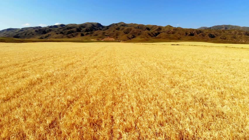 A golden wheat or barley field sways in the wind under a blue sky. A scenic agricultural landscape with mountains, ready for the autumn harvest.