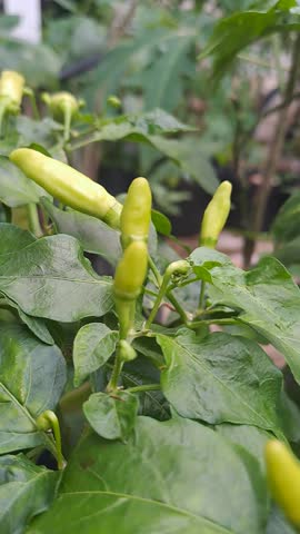 A plant with unripe green chili peppers. Location: Malang City, East Java, Indonesia.