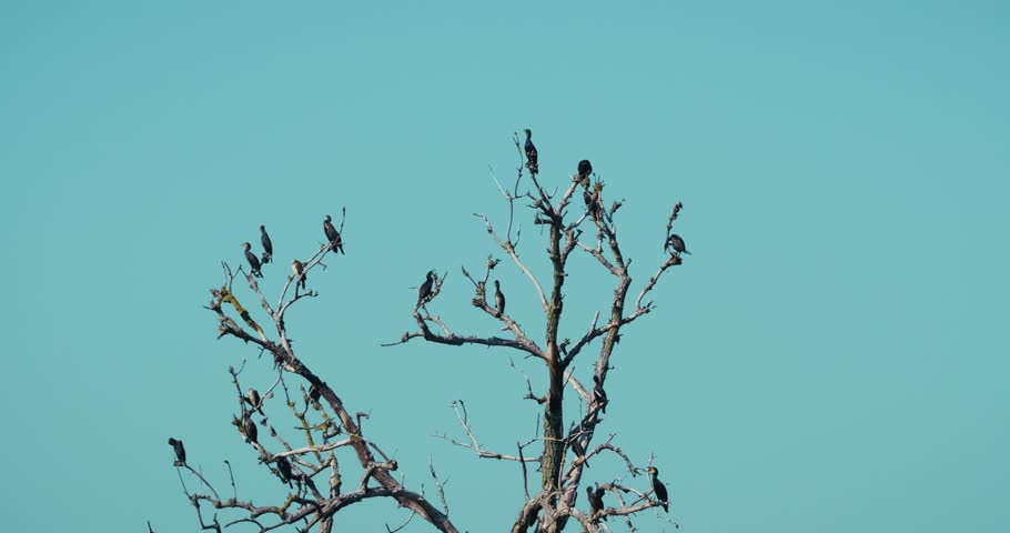 Several cormorants rest on the branches of a leafless tree at Jarun Lake in Zagreb, Croatia, silhouetted against a bright, clear blue sky.