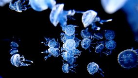 A swarm of tiny glowing jellyfish pulses and floats gracefully against a black background. A magical and serene underwater scene of bioluminescent marine life. - Powered by Shutterstock - Get 15% off with code: PIKWIZARD15