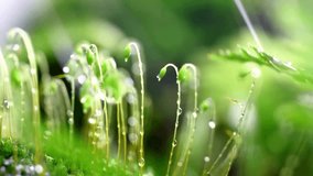 An extreme macro shot of fresh green moss sporophytes covered in sparkling dew drops. A magical nature scene with a sunbeam, symbolizing new life. - Powered by Shutterstock - Get 15% off with code: PIKWIZARD15