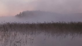 Misty morning reveals serene reeds swaying gently in a still lake outside Gothenburg, Sweden. The soft light enhances the calm atmosphere and natural beauty of the scene. - Powered by Shutterstock - Get 15% off with code: PIKWIZARD15
