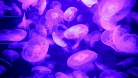 A swarm of glowing moon jellyfish swims in a neon purple and pink light. A mesmerizing and abstract underwater background of marine life. - Powered by Shutterstock - Get 15% off with code: PIKWIZARD15