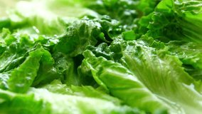 Sliced cherry tomatoes fall onto fresh green lettuce in slow motion. A close up of making a healthy salad. Diet and vegetarian food concept. - Powered by Shutterstock - Get 15% off with code: PIKWIZARD15