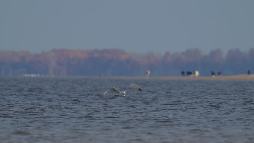 Caspian Gull (Larus cachinnans) in flight against river waves. Slow motion.