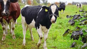 Holstein cows grazing in green pasture during light rain with forest in background - Powered by Shutterstock - Get 15% off with code: PIKWIZARD15