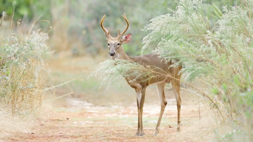 White Tailed Deer Buck with Antlers Walking