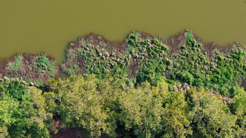 Aerial top down of Richmond Hill nature pond in forest sunny summer day in Bryan County Georgia USA
