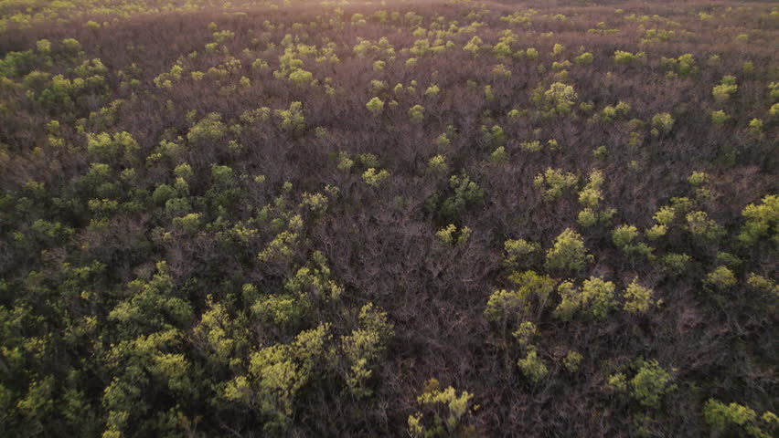 Everglades Dry Season Swamp Marsh Slough Aerial