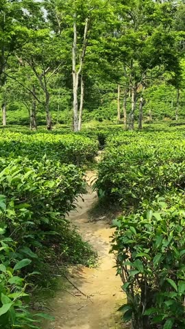 First person pov vertical walking in narrow dirt path winds through a vibrant tea garden in Sylhet, Bangladesh, with neatly arranged rows of tea bushes flank the path, casting dappled light.
