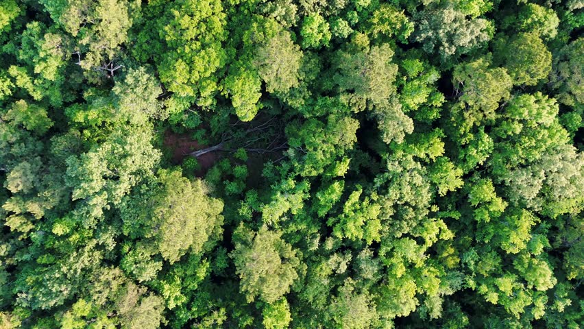Aerial top down of Richmond Hill trees in forest sunny summer day in Bryan County Georgia USA