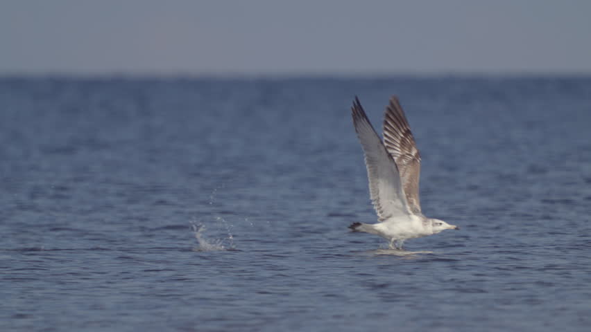 Caspian Gull (Larus cachinnans) in flight against river waves. Slow motion.