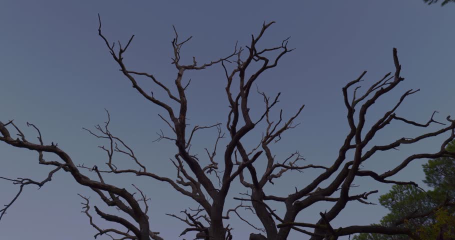Low Angle View of Bare Tree Branches Against a Cloudy Blue Sky - Horror Atmosphere