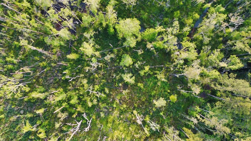 Aerial top down of Richmond Hill trees in forest sunny summer day in Bryan County Georgia USA