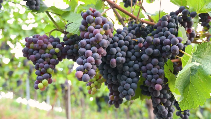 Blue grapevine, Pinot Noir grapes growing on vine, vineyard in Trier, Moselle Valley, Germany, agriculture at Mosel river, rhineland palatine