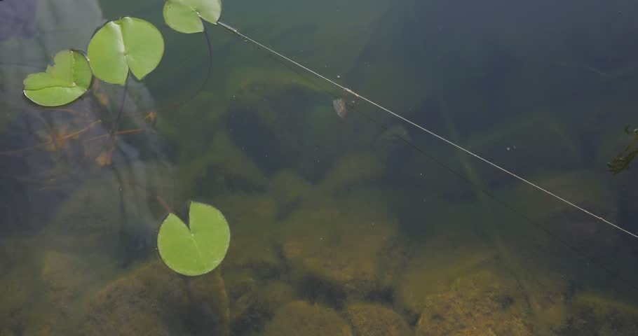 Close-up view of the lake, stones can be seen under the water. Water lilies on the lake. Close-up