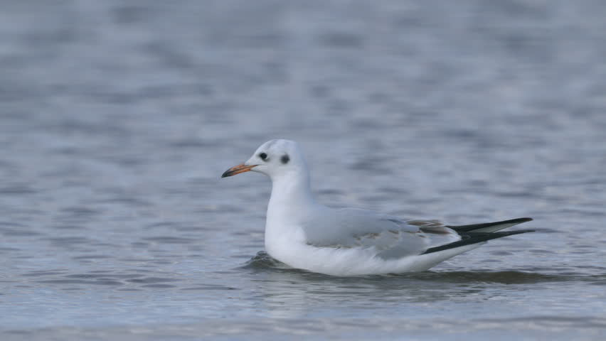 Close-up of a  black-headed gull (Larus ridibundus). Bird swim and dive into the water in search of food. Slow motion.