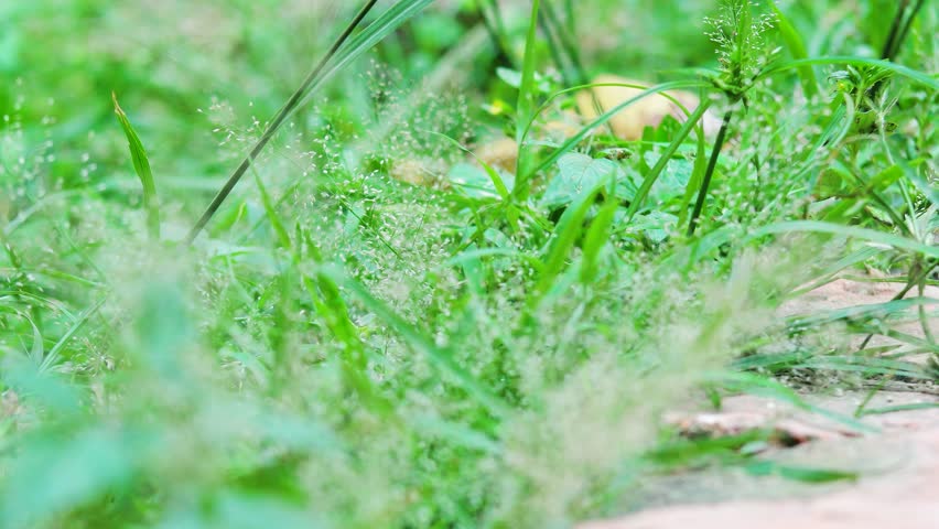 lush green grass blown by the wind
