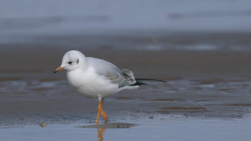 Close-up of a juvenile Black-headed Gull (Larus ridibundus). Slow motion.