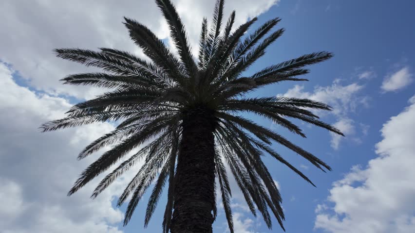 Palm tree from low angle against partly cloudy sky silhouette
