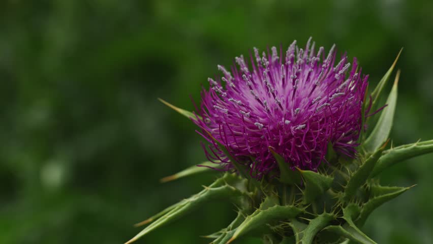 Milk thistle weed flower head, closeup. Purple flowering Saint Mary's thistle (Silybum marianum) or Cardus marianus uncultivated plant. 4K with selective focus.