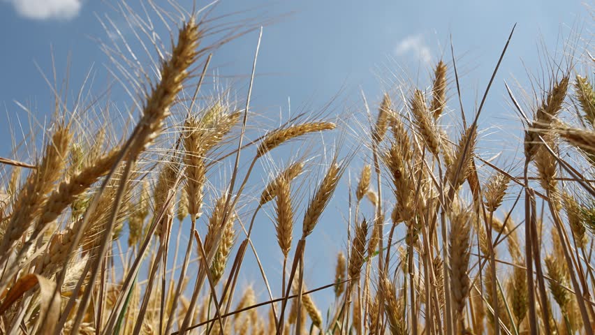 Golden wheat field close-up under clear blue sky, ripe cereal crops waving in summer breeze, rural agricultural landscape in Vojvodina, Serbia. 4K with Selective focus.
