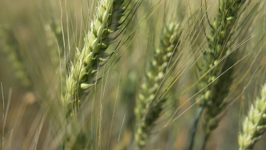 Wheat Stalks in a Field