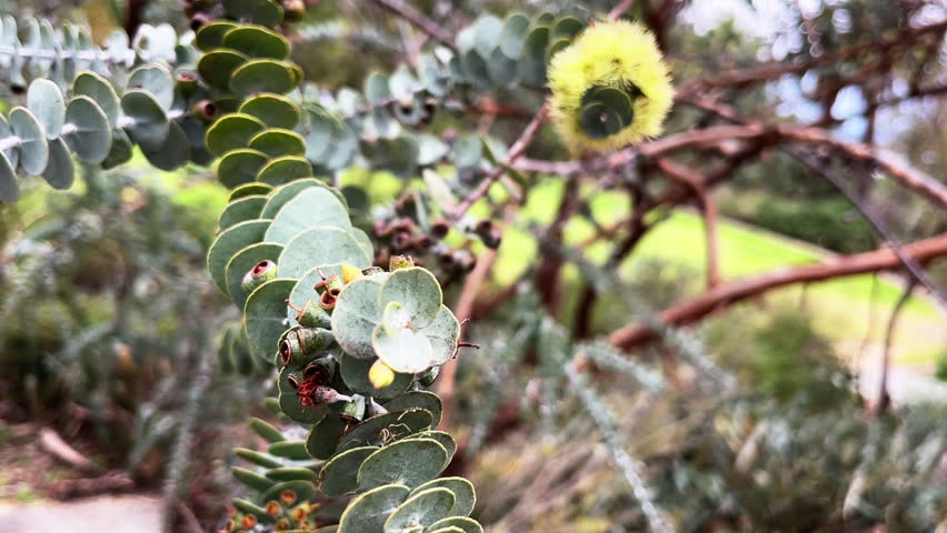 Colorful plant with fuzzy yellow flowers and striking seed pods of an eucaliptus tree in Australian outback