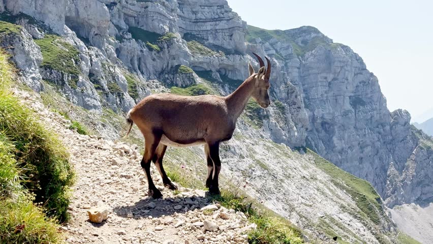 A Wild mountain goat standing on rocky trail overlooking steep cliffs and alpine valley
