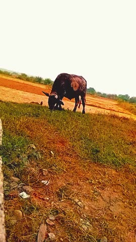 A calm and natural village scene featuring a buffalo peacefully grazing on green grass while birds chirp softly in the background. The clip captures the essence of rural life, nature.