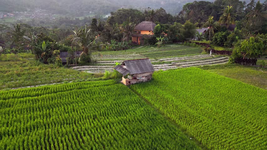 Scenic drone footage showing lush rice fields in rural Sidemen, Bali. A single wooden hut stands amid tropical greenery, framed by mountain hills and serene countryside atmosphere.