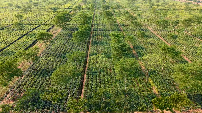 Rows of mature tea bushes beneath scattered tall trees, pan left aerial. Dibrugarh, Assam