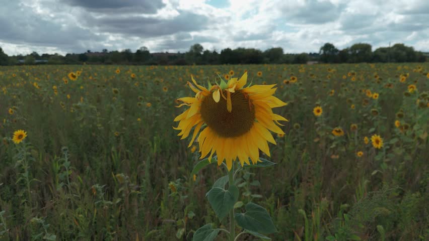 Sunflower field with a single sunflower prominently in the foreground