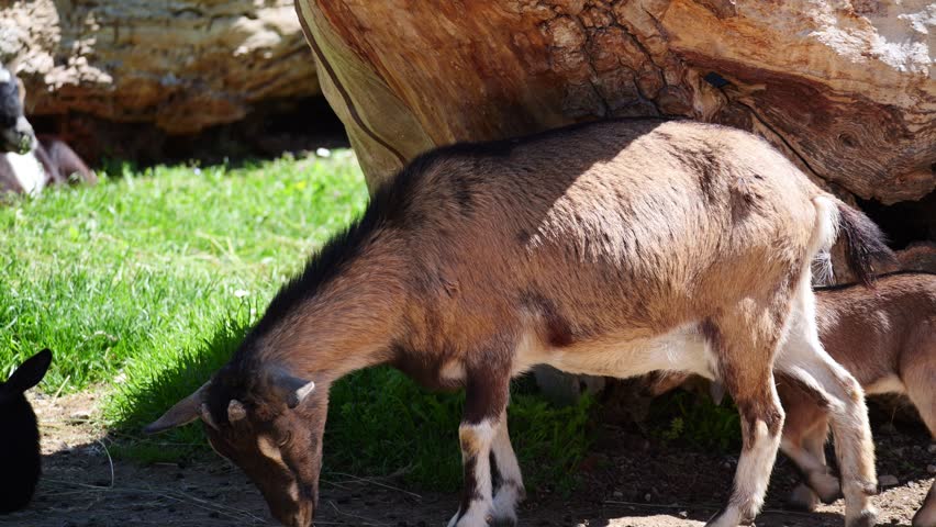 A slow-motion close-up of a group of brown adult goats grazing next to a baby goat and log