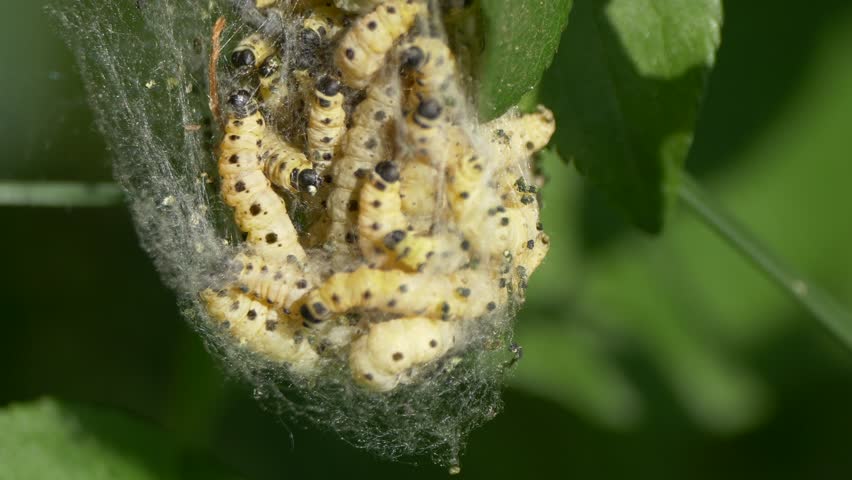 A close-up shot of a cluster of pale yellow, black-spotted caterpillars in a silken web